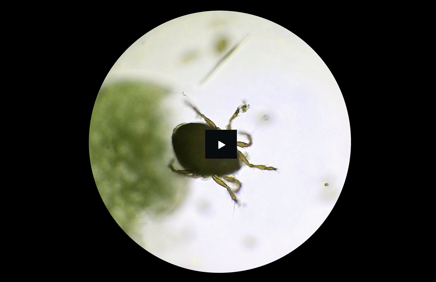 Marcelina Wellmer Artist Portfolio